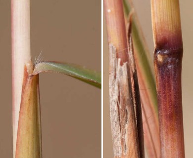 Schizachyrium scoparium