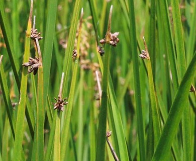 Schoenoplectus pungens