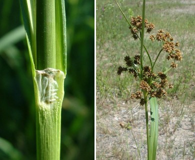 Scirpus atrovirens