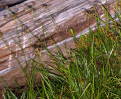 Scirpus congdonii