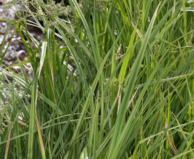 Scirpus microcarpus