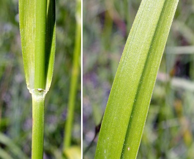 Scirpus pendulus