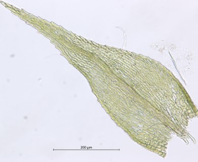 Sciuro-hypnum reflexum