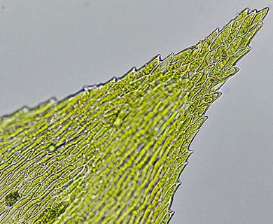 Scleropodium cespitans