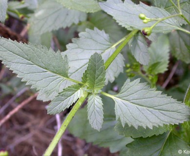 Scrophularia californica