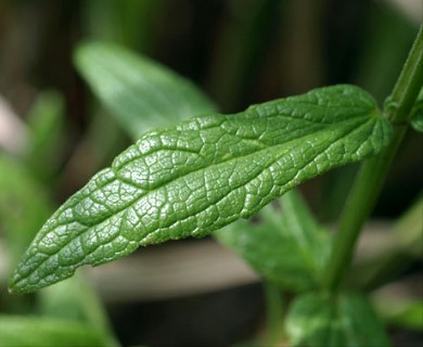 Scutellaria galericulata