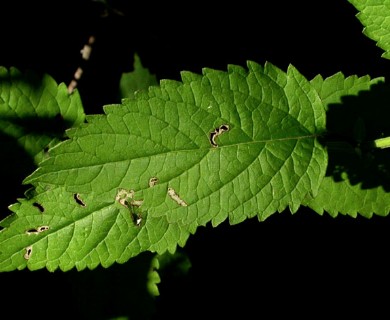 Scutellaria incana