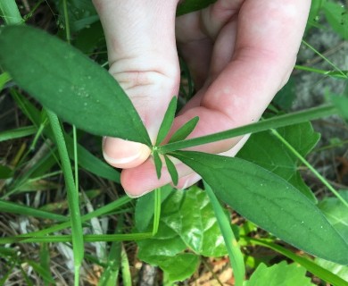 Scutellaria integrifolia