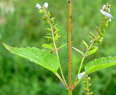 Scutellaria lateriflora