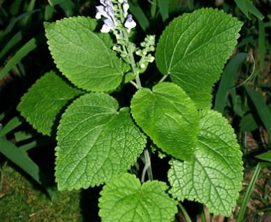 Scutellaria ovata