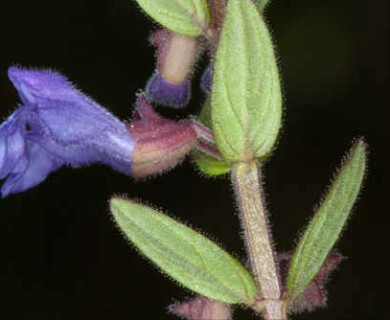 Scutellaria parvula