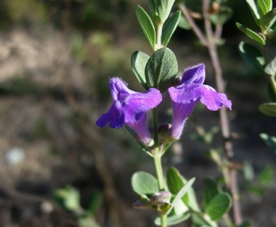 Scutellaria wrightii