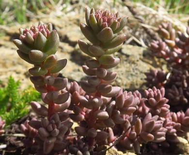 Sedum lanceolatum