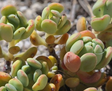 Sedum obtusatum