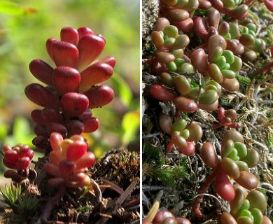 Sedum oreganum