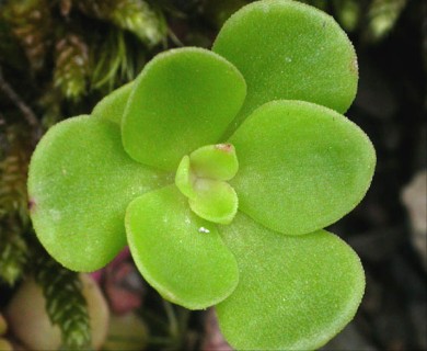 Sedum ternatum