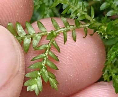 Selaginella kraussiana