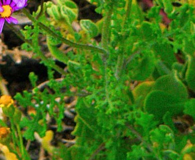 Senecio elegans