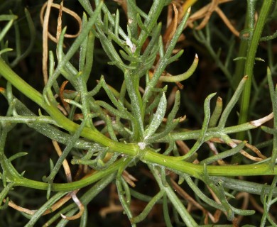 Senecio flaccidus