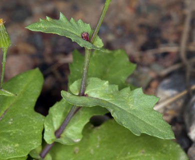 Senecio mohavensis