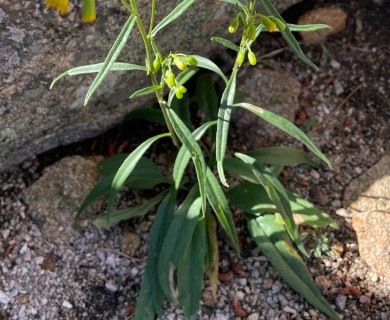 Senecio pudicus