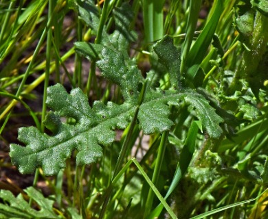 Senecio sylvaticus