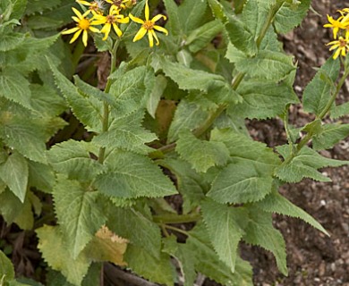 Senecio triangularis