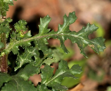 Senecio vulgaris