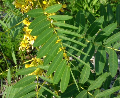 Senna hebecarpa