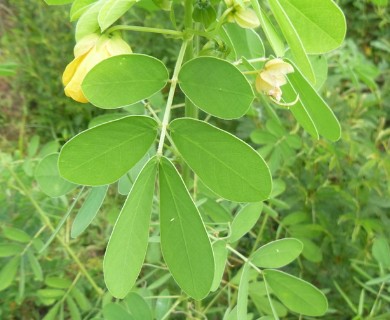 Senna obtusifolia