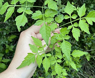 Serjania brachycarpa