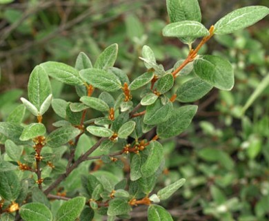 Shepherdia canadensis