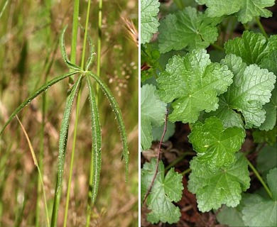 Sidalcea campestris