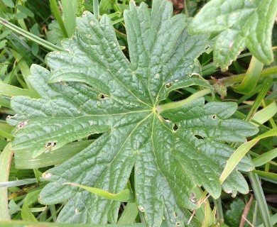 Sidalcea hirtipes