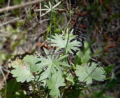 Sidalcea oregana