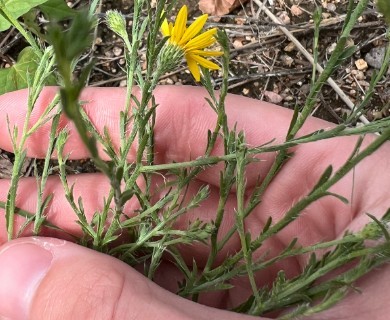 Sideranthus gracilis