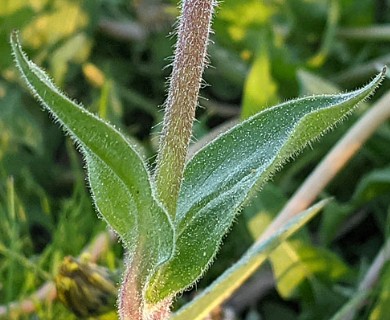 Silene dioica