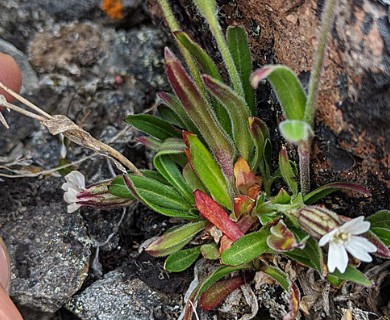 Silene involucrata