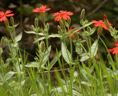 Silene laciniata