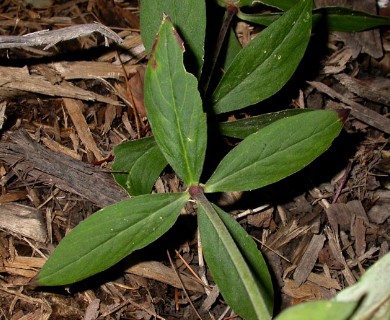 Silene stellata