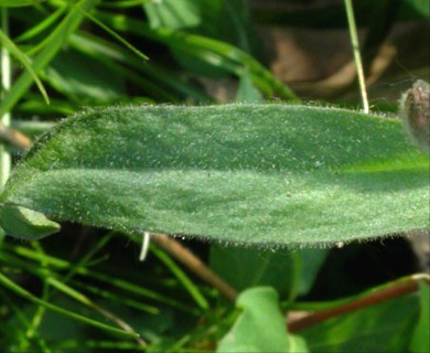 Silene virginica