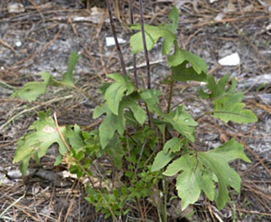 Silphium compositum