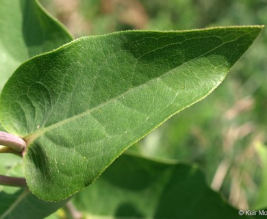 Silphium integrifolium