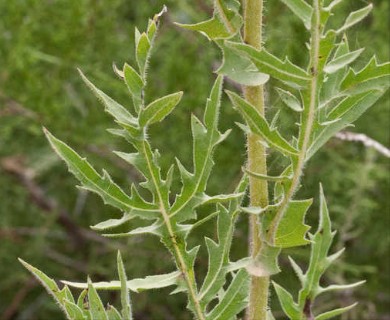 Silphium laciniatum