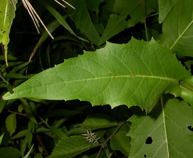 Silphium perfoliatum