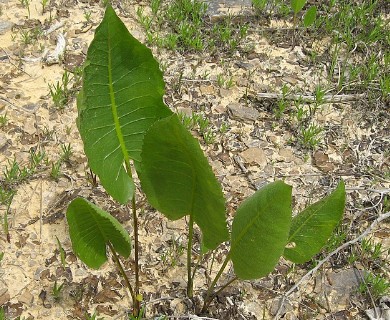 Silphium terebinthinaceum