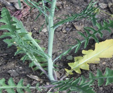 Sisymbrium altissimum