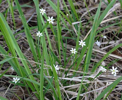 Sisyrinchium albidum