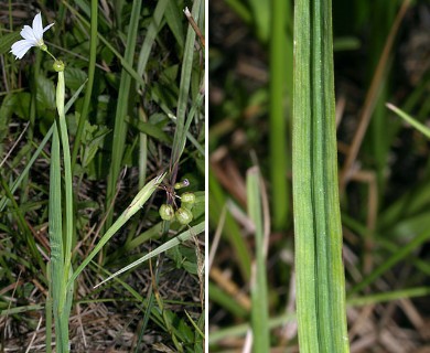 Sisyrinchium angustifolium