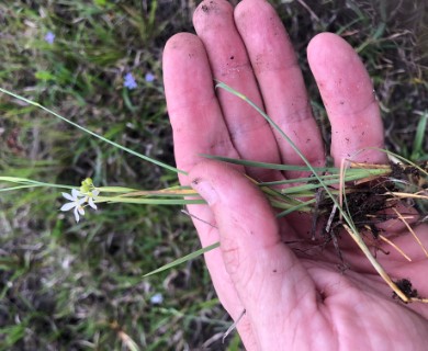 Sisyrinchium atlanticum